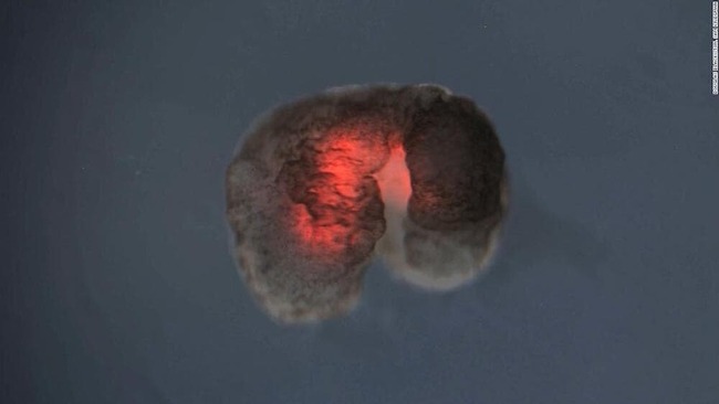 細胞 生体ロボット 繁殖 成功 パックマンに関連した画像-01