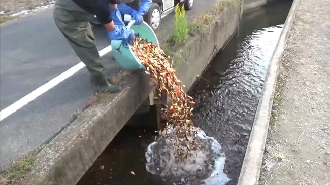 養殖業者 金魚 用水路 大量投棄 物議に関連した画像-01