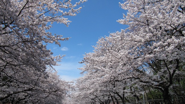 新型コロナウイルス 花見 上野公園 高齢者 感染 外出自粛に関連した画像-01