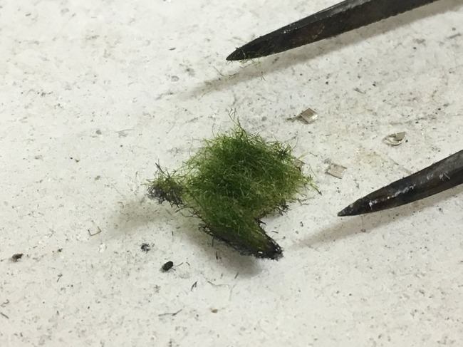 藻 化学繊維に関連した画像-04
