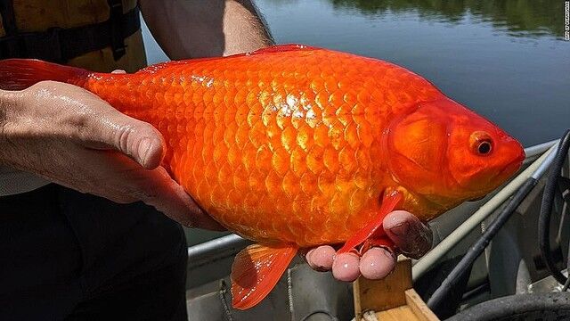 画像 アメリカのとある湖で金魚の群れを発見 サイズがヤバすぎると話題にwwwwww オレ的ゲーム速報 刃 画像 アメリカのとある湖で金魚の群れを発見 サイズがヤバすぎると話題にwwwwww オレ的ゲーム速報 刃
