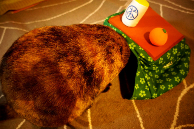 こたつ 猫 コスチュームに関連した画像-05
