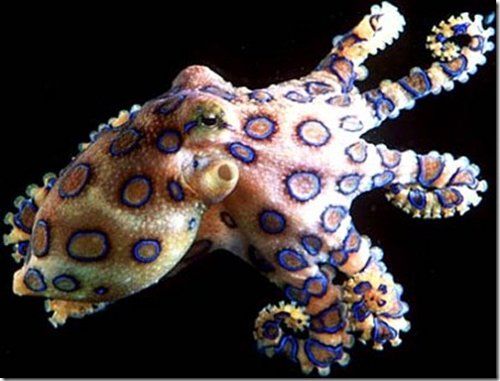 ヒョウモンダコに関連した画像-01