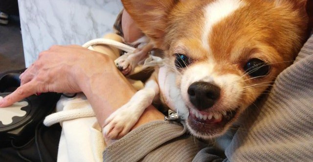 狂犬病 予防接種 飼い主 書類送検に関連した画像-01