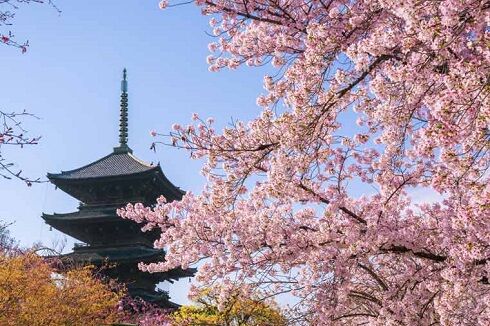 桜　日本　京都　アメリカ　歴史に関連した画像-01