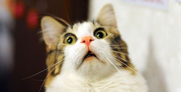 ネコ　猫　腎臓病　新薬　治験終了に関連した画像-01