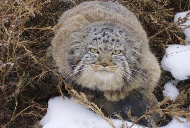 猫 保護 成長 マヌルネコに関連した画像-05