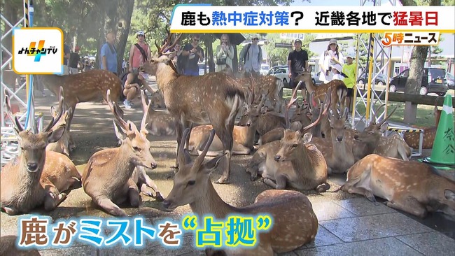 奈良公園 シカ ミスト 占拠に関連した画像-03