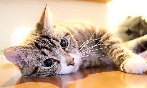 YouTube 猫 譲渡 売買 買収 投資に関連した画像-01