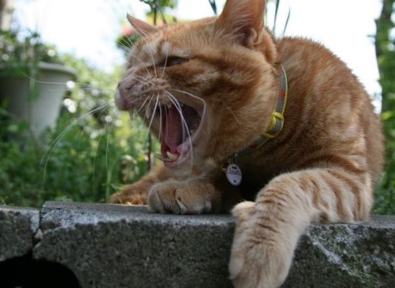 d-neko39316_111