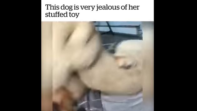 犬　ぬいぐるみ　豹変　嫉妬に関連した画像-08