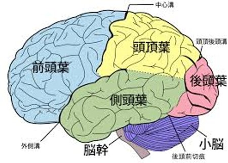 右脳が独創的で 左脳が論理的 は誤りだった事が判明 科学的証明はいっさいありませんでした オレ的ゲーム速報 刃 右脳が独創的で 左脳が論理的 は誤りだった事が判明 科学的証明はいっさいありませんでした オレ的ゲーム速報 刃