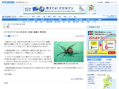 セアカゴケグモ 毒グモに関連した画像-02