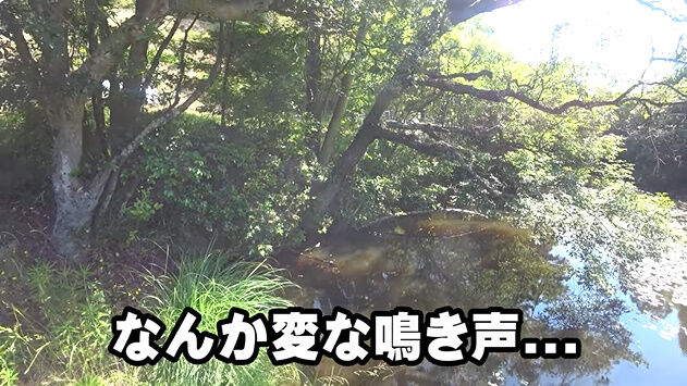 渥美拓馬 YouTuber 釣り 猫 子猫 保護 捨て猫 迷子 動画 再生数に関連した画像-06