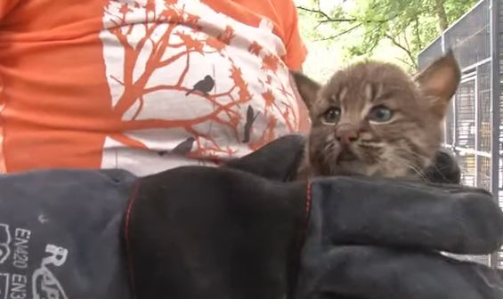 女性 野良 子猫 発見 ボブキャットに関連した画像-01
