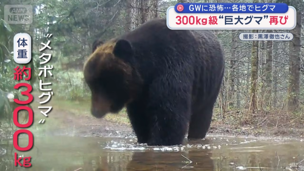 ヒグマ 北海道 クマ出没 ネットの反応 猟友会 共存 興部町 怪物 画像 動画に関連した画像-03