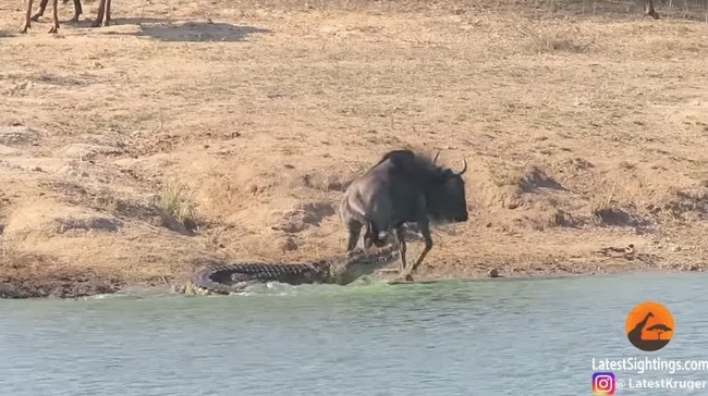 ヌーがワニに噛みつかれ水の中に引きずり込まれるもカバが突進してヌーを救助 カバ強すぎワロタwww オレ的ゲーム速報 刃 ヌーがワニに噛みつかれ水の中に引きずり込まれるもカバが突進してヌーを救助 カバ強すぎワロタwww オレ的ゲーム速報 刃