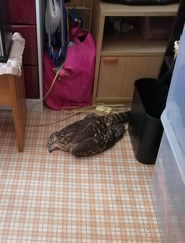鳥 窓 ガラス 衝突に関連した画像-03