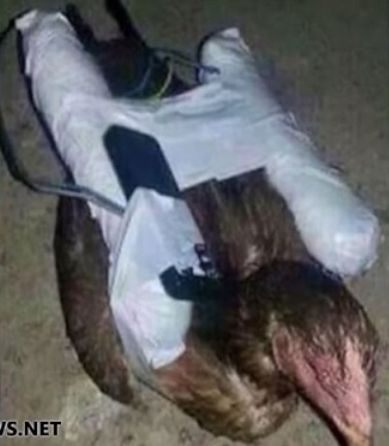 ISIS����ʼ��˴�Ϣ��������-03