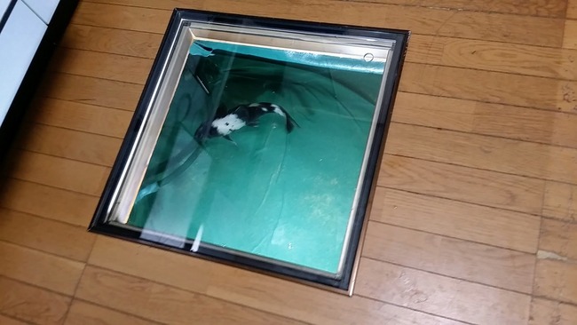 夫 床下 床下収納 嫁 ブチギレ 錦鯉 魔改造に関連した画像-02