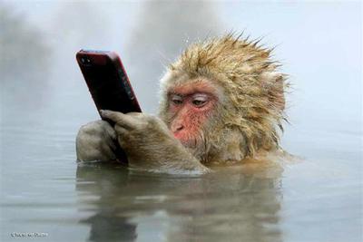 サル　猿　写真　写真家　著作権　裁判　動物愛護団体　イギリス　アメリカ　インドネシアに関連した画像-01