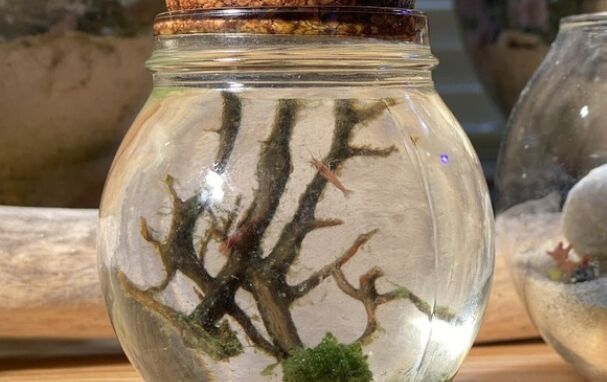 生き物　瓶　小エビ　エビ　エサ　餌　換水　ホロホロシュリンプ　スカーレットシュリンプ　ハワイ　飼育に関連した画像-01