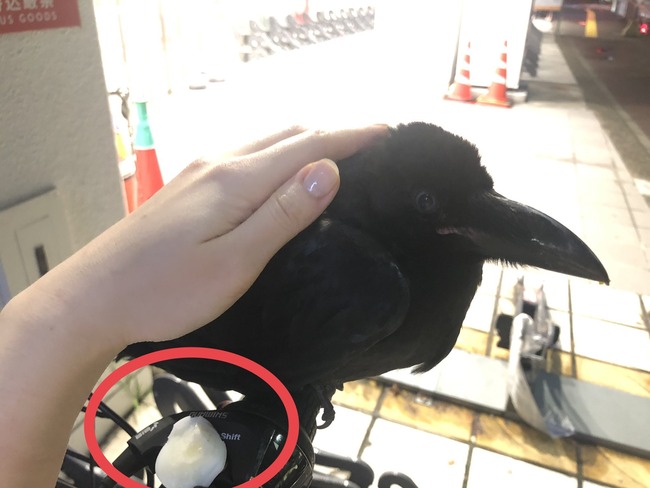 道で会ったカラスが懐いて家まで来ちゃったんだけど パシャッ 30万いいね しかし 懐いた というのは嘘で実は していた疑惑が浮上して炎上 オレ的ゲーム速報 刃 道で会ったカラスが懐いて家まで来ちゃったんだけど パシャッ 30万いいね しかし 懐いた というのは嘘で実は していた疑惑が浮上して炎上 オレ的ゲーム速報 刃
