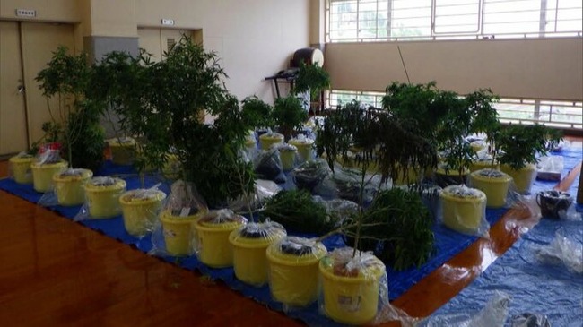 北九州 ホテル 栽培 大麻 末端価格 4500万円 逮捕 経営者に関連した画像-03