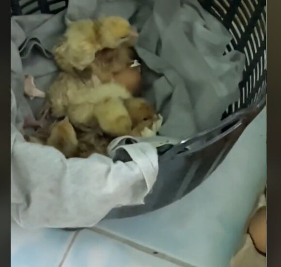 卵　大量　購入　女性　外出　放置　ヒヨコ　孵化に関連した画像-04