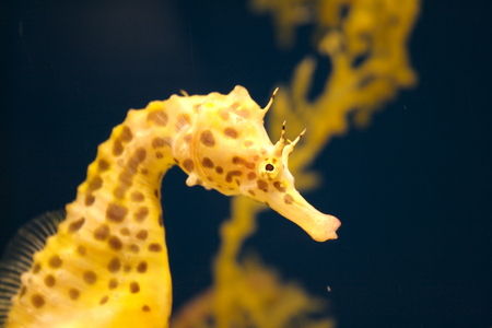 世界最大の タツノオトシゴ が発見される なんじゃこりゃああああ オレ的ゲーム速報 刃