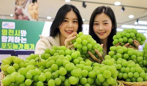 韓国　シャインマスカット　相場　価格　下落　パクリ　ベトナム　種苗に関連した画像-01