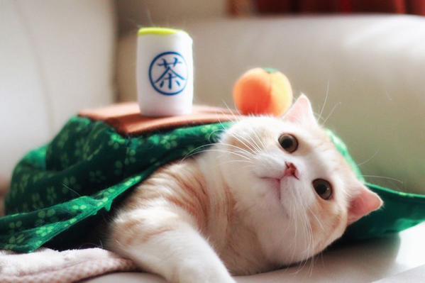 こたつ 猫 コスチュームに関連した画像-07