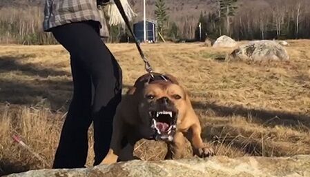 ピットブル　アメリカ　死亡　犬　危険　恐怖に関連した画像-01
