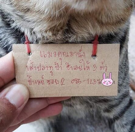 行方不明猫借金帰宅に関連した画像-04