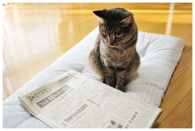 読売新聞に関連した画像-01