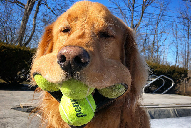 イギリス テニス 球拾い 犬 実験 ほっこり 平和に関連した画像-01