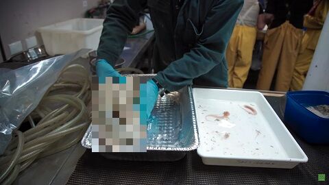 深海魚　アカグツ　オジサン　奇妙　不気味　新種　オーストラリアに関連した画像-01