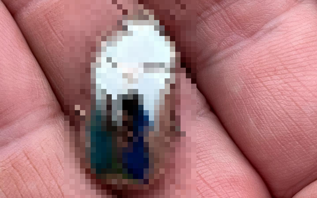 コスタリカ 銀色 綺麗 虫 クリシナ・リンバタ コガネムシに関連した画像-01