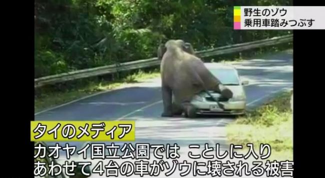 ゾウ3