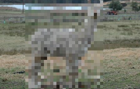 アルパカ　コロナ　京都大学　変異株　パンデミック　感染症に関連した画像-01