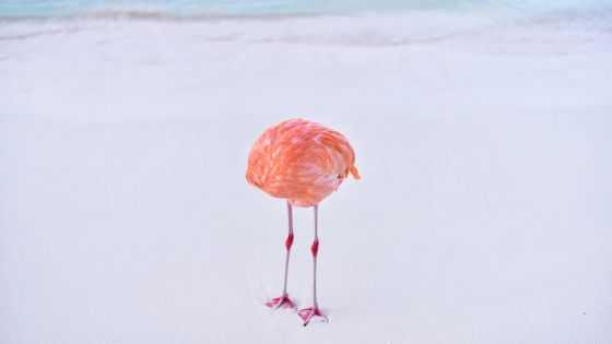 AI 写真 コンテスト 人間撮影 フラミンゴ 画像 入賞に関連した画像-01