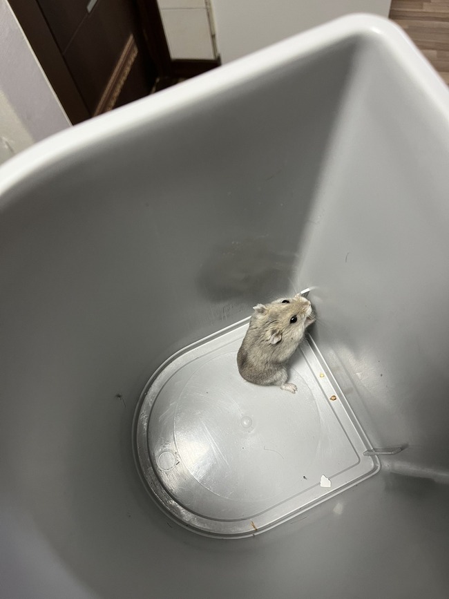 ���ñۤ����ͥ��ߡ��������ϥॹ����������󥬥ꥢ�󡡤˴�Ϣ��������-02