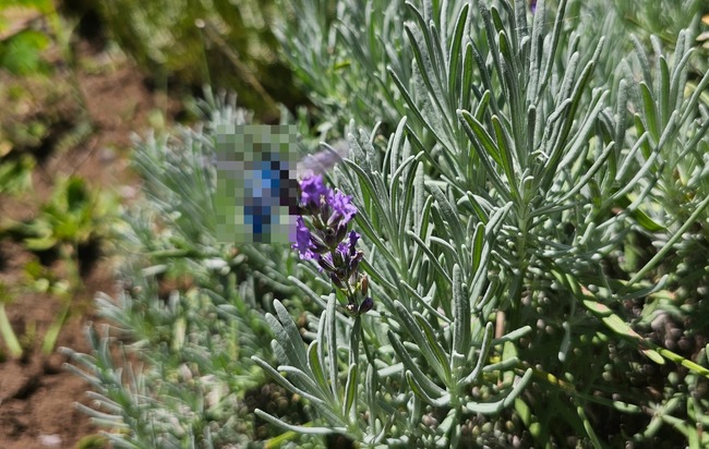 ラベンダー 写真 ブルービー ナミルリモンハナバチ 遭遇 激レア 絶滅危惧種に関連した画像-01