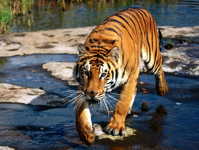 prowler-bengal-tiger