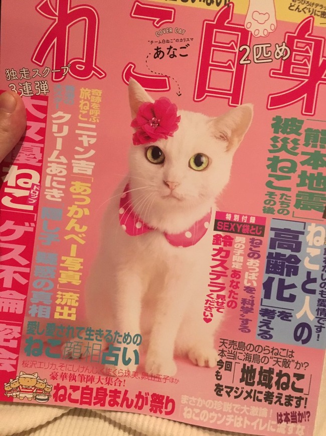 エロ注意 ねこ自身 とかいう袋とじが18禁レベルの雑誌が話題に オレ的ゲーム速報 刃