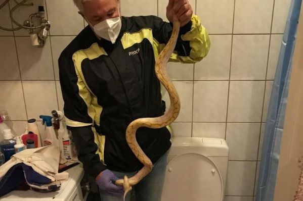 トイレ 便座 男性 急所 男性器 痛み ニシキヘビ ヘビに関連した画像-03