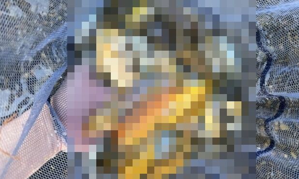 アフリカ　熱帯魚　シクリッド　日本　住宅街　水路　大量発生に関連した画像-01