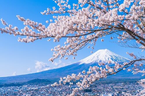 桜　サクラ　日本　気候　季節　秋　に関連した画像-01