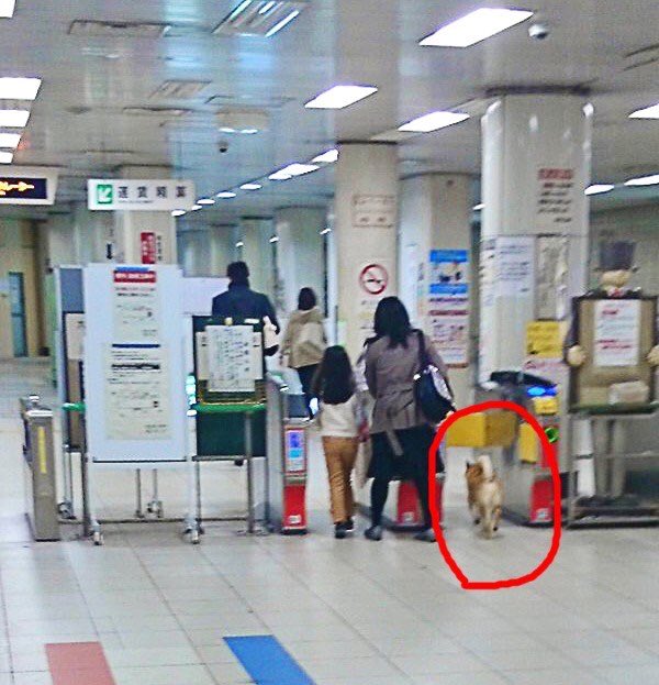 柴犬 逮捕 無賃乗車 キセル パトカーに関連した画像-02