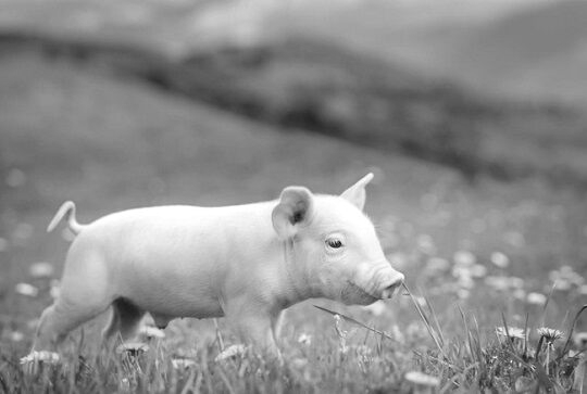 ブタ　心臓　移植手術　不整脈　拒絶反応　死亡　医療　研究に関連した画像-01